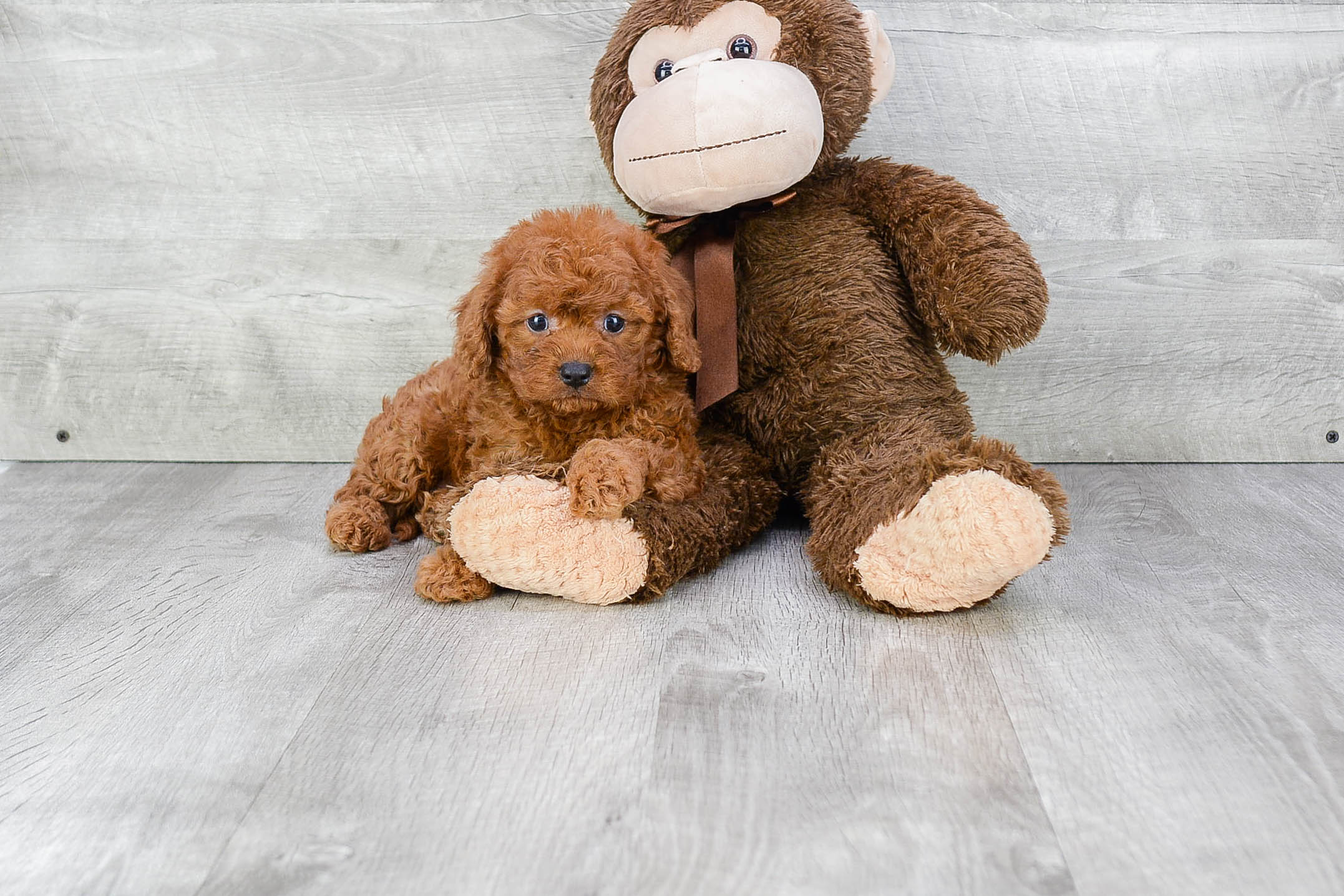 Friendly Cavapoo Baby