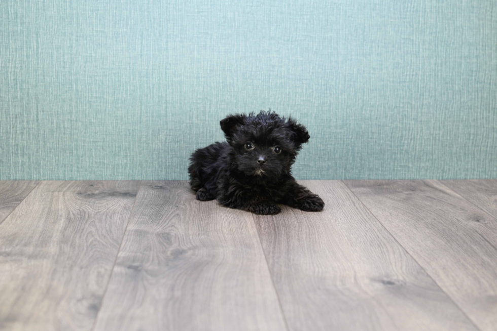 Best Yorkie Poo Baby