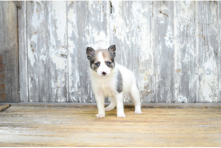 Pomsky Pup Being Cute