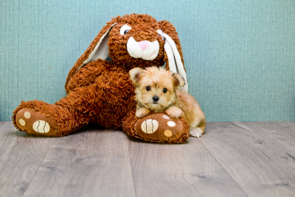 Petite Morkie Designer Pup