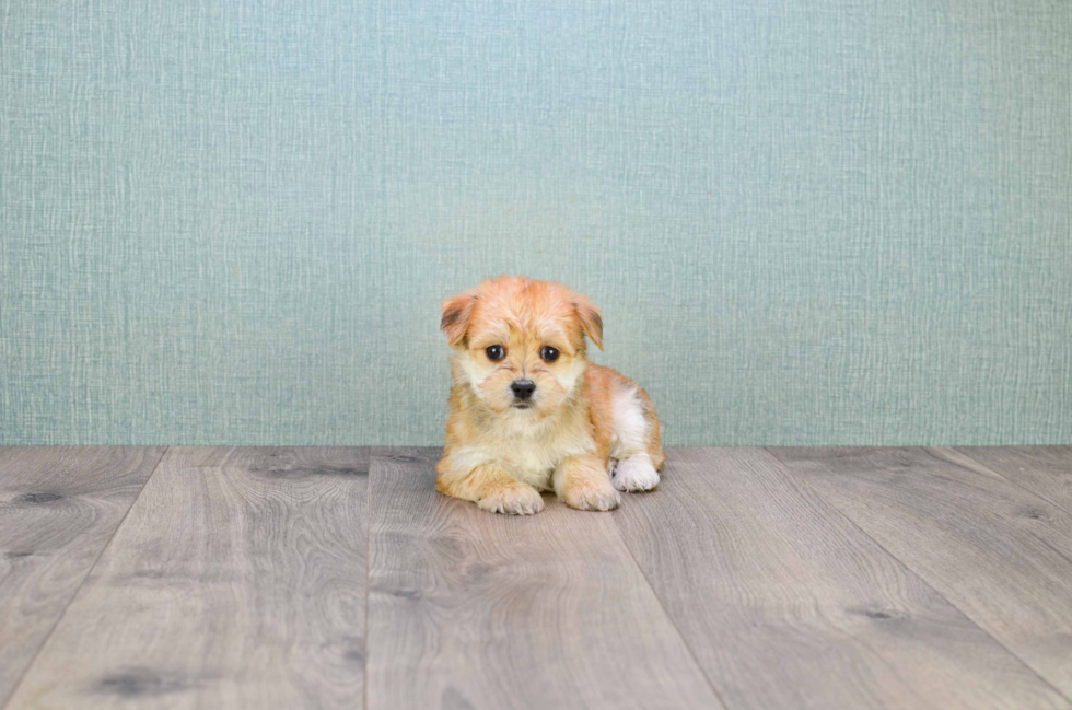 Funny Morkie Designer Pup