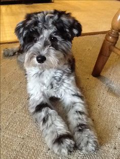 Mini Schnoodle Puppy For Sale - Premier Pups