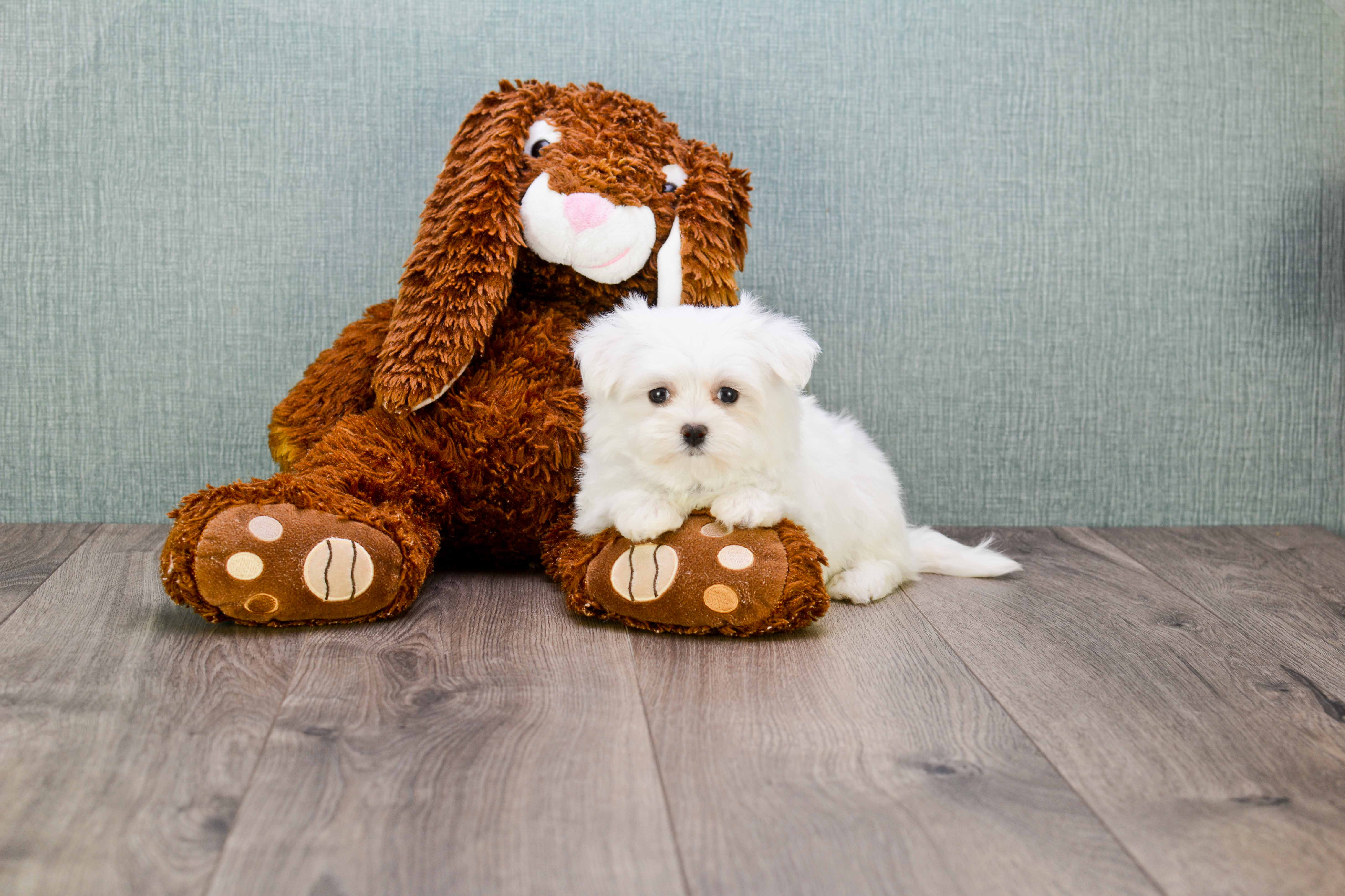 Best Maltese Baby
