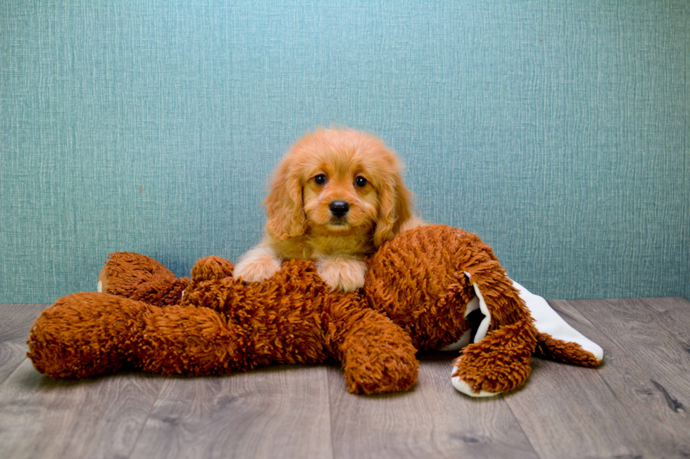 Energetic Golden Retriever Poodle Mix Puppy