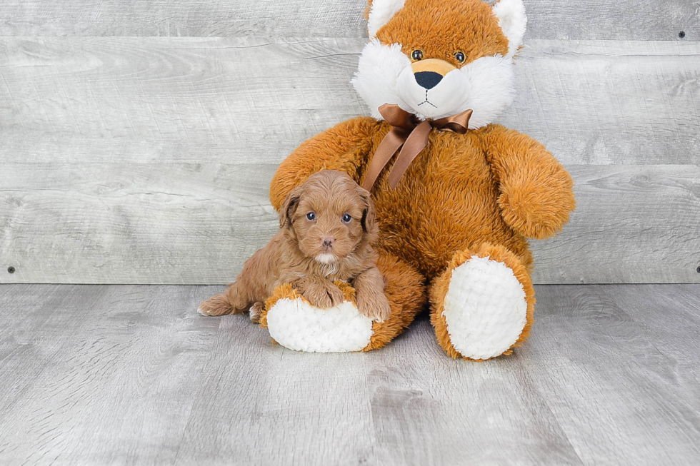 Cavapoo Puppy for Adoption