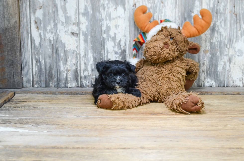 Morkie Puppy for Adoption