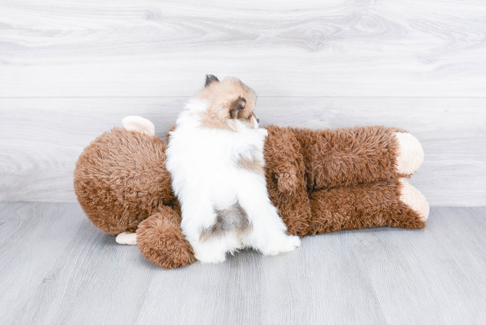 Pomeranian Pup Being Cute