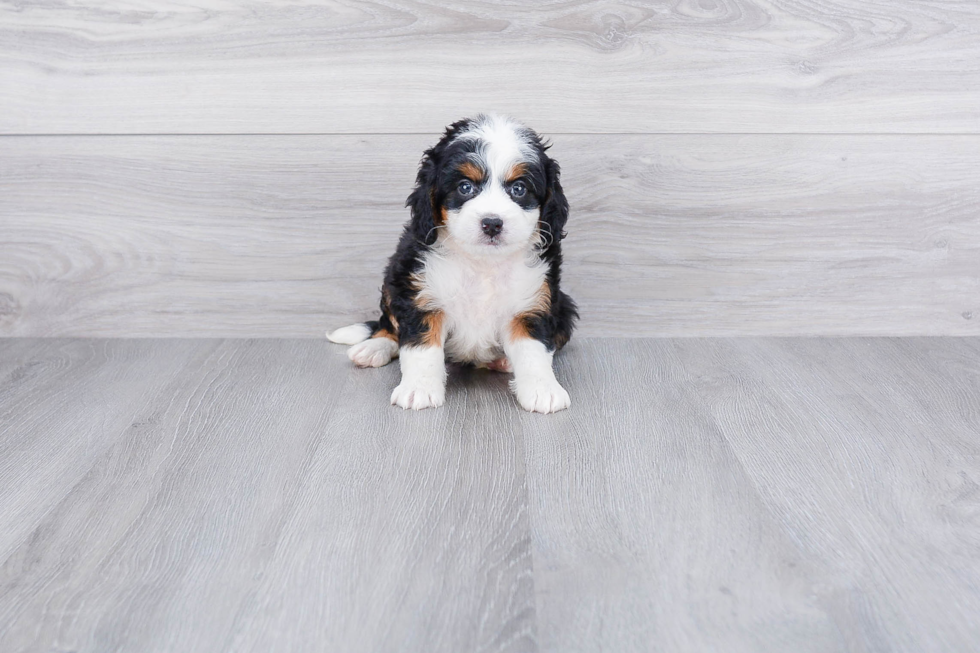 Mini Bernedoodle Puppy for Adoption