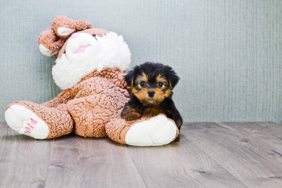 Meet Izzie - our Yorkshire Terrier Puppy Photo 