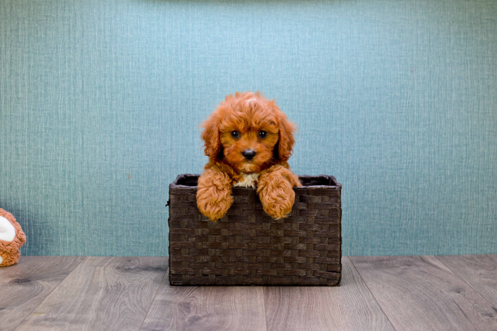 Cavapoo Puppy for Adoption
