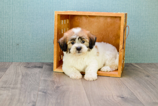 Akc Registered Havanese Baby