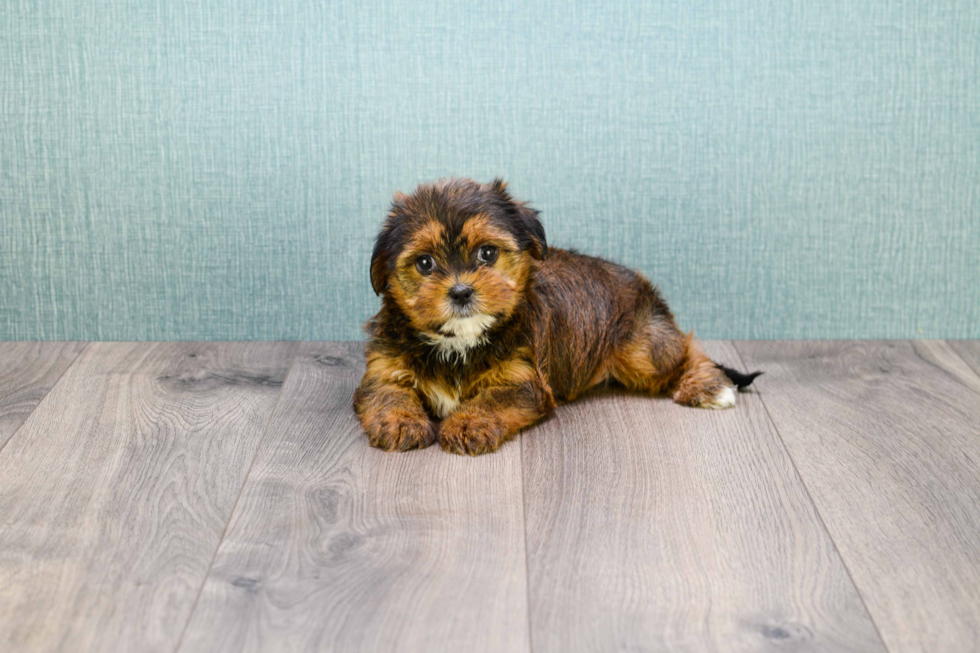 Funny Shorkie Designer Pup
