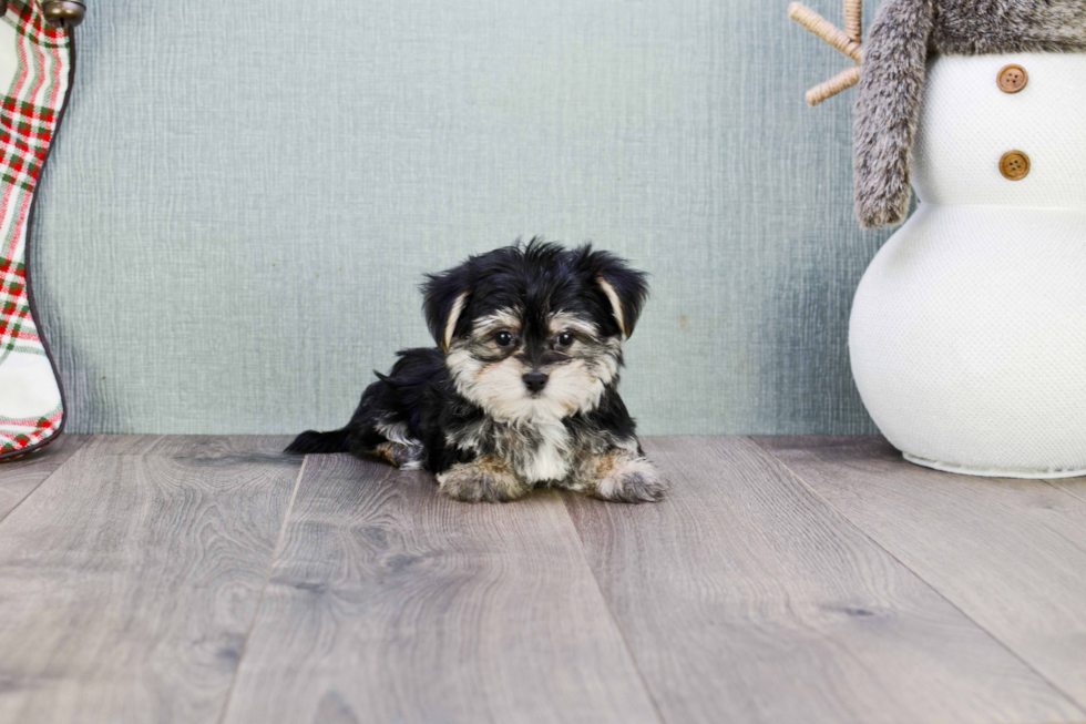 Best Morkie Baby