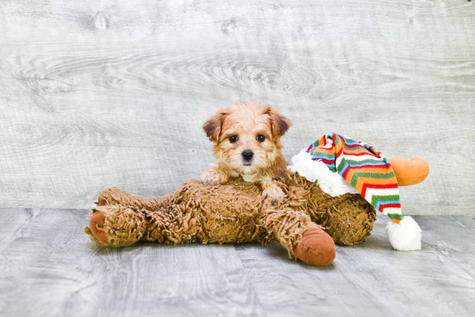Morkie Puppy for Adoption
