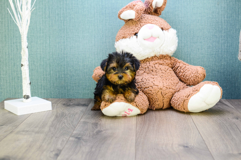 Meet Microteacup-Twinkle - our Yorkshire Terrier Puppy Photo 