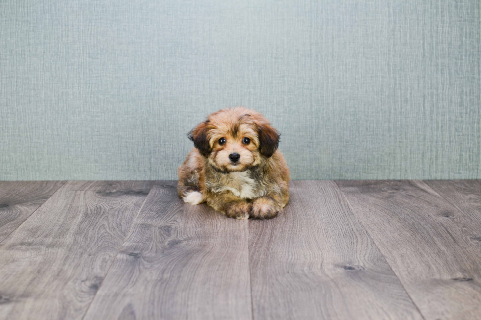 Morkie Puppy for Adoption