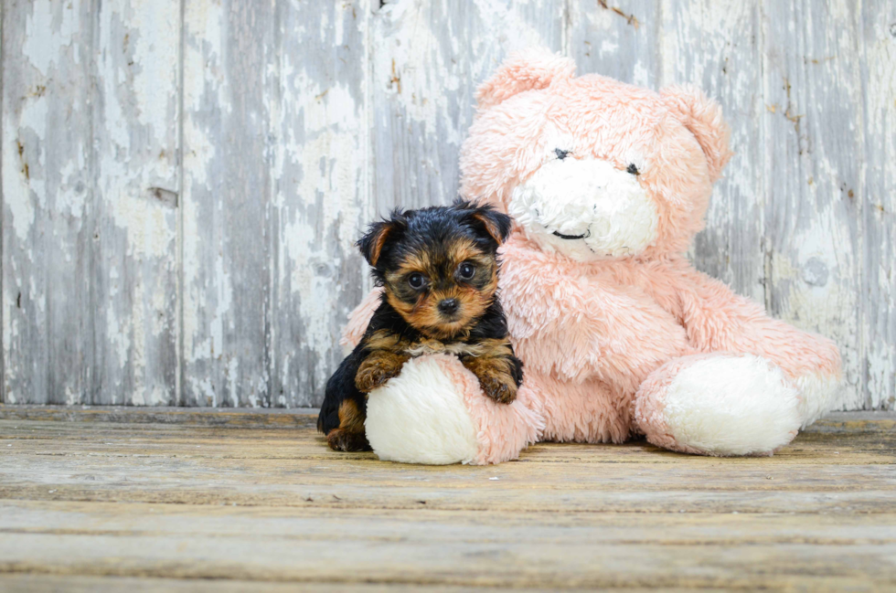 Meet Avery - our Yorkshire Terrier Puppy Photo 