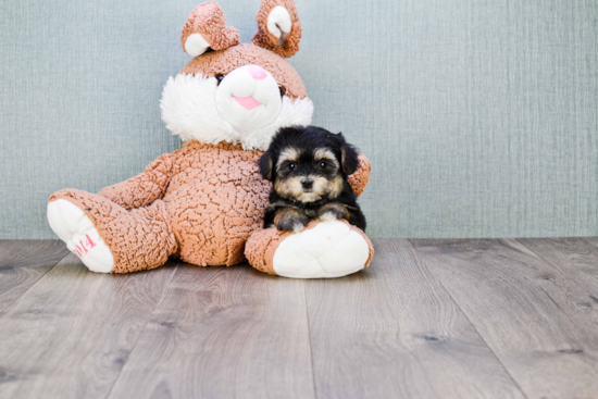 Morkie Pup Being Cute