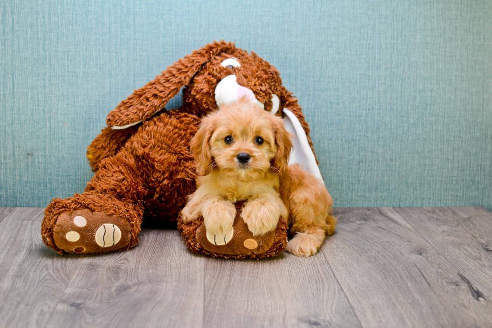 Fluffy Cavapoo Poodle Mix Pup