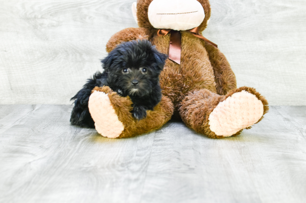 Morkie Pup Being Cute