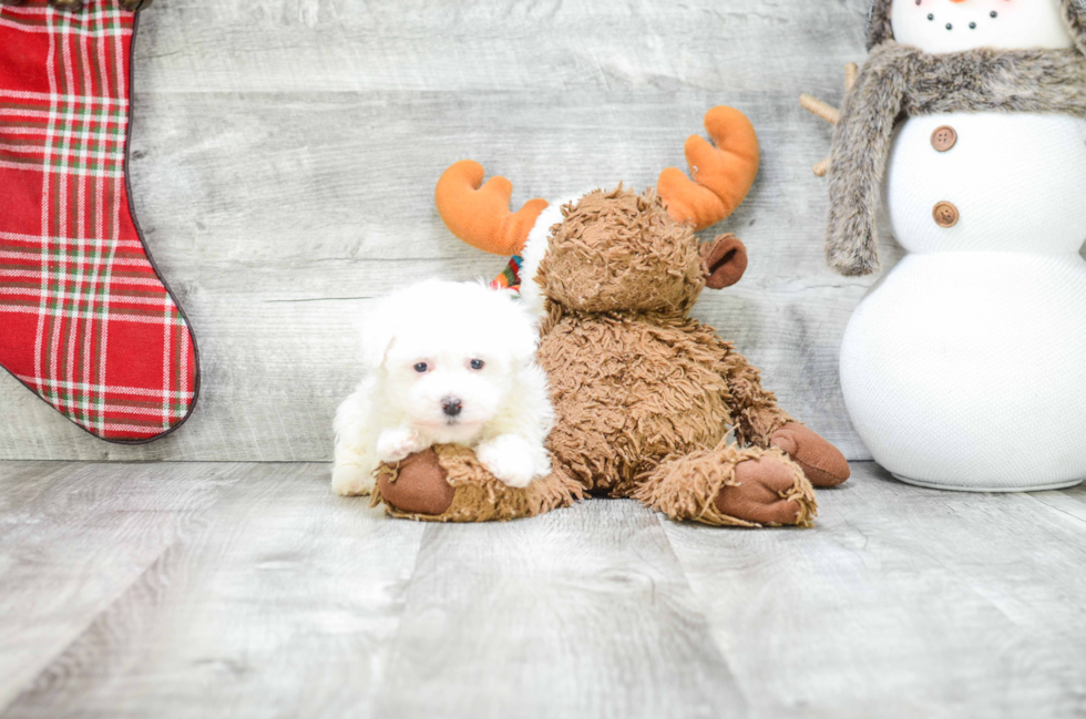 Popular Havanese Baby