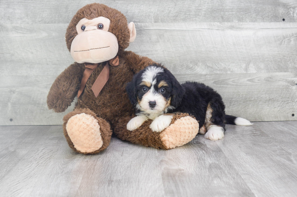 Mini Bernedoodle Puppy for Adoption