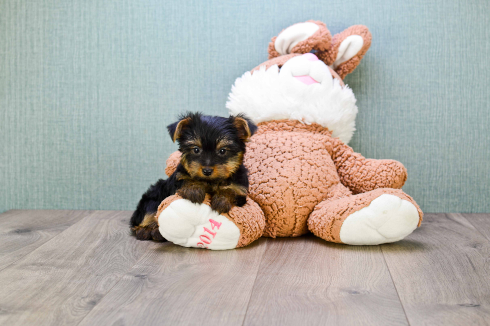 Meet Rebecca - our Yorkshire Terrier Puppy Photo 