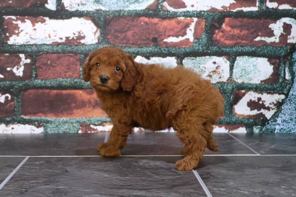 Mini Goldendoodle Pup Being Cute