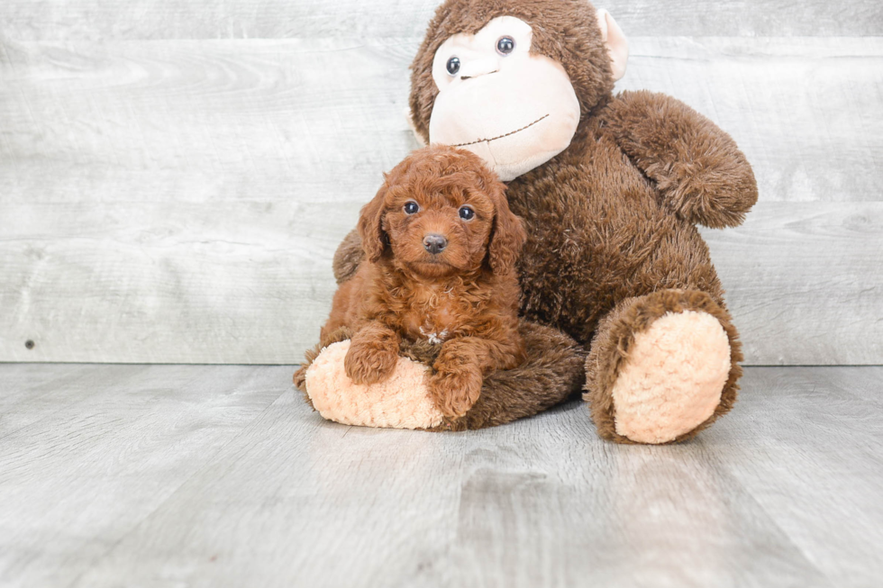 Cavapoo Pup Being Cute