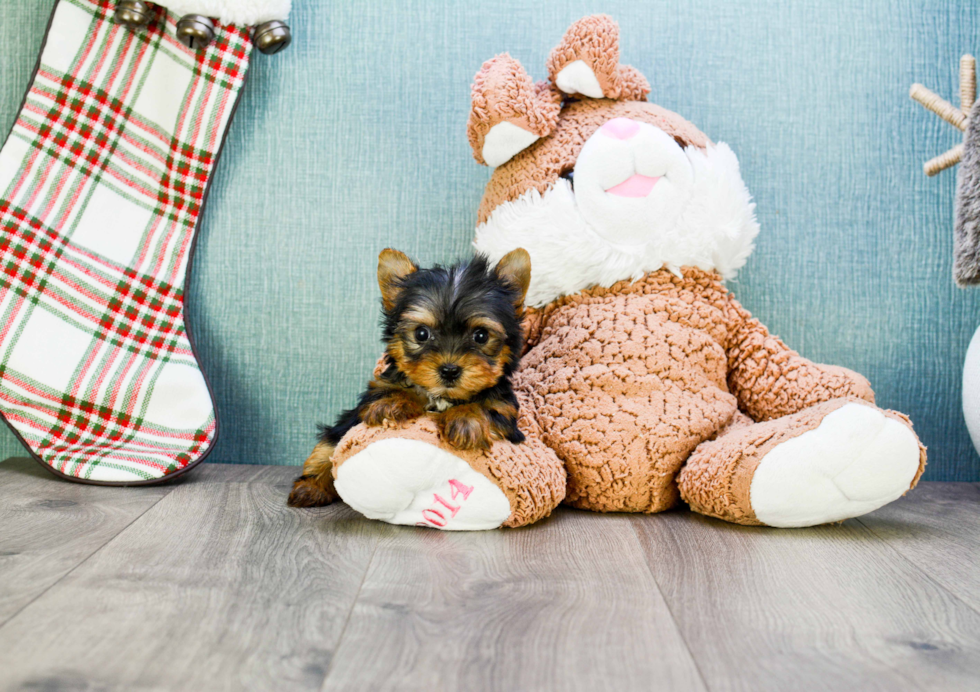 Meet Sebastian - our Yorkshire Terrier Puppy Photo 
