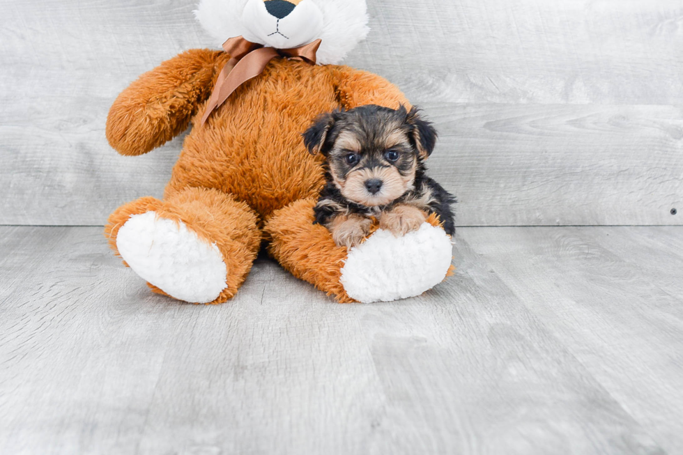 Petite Morkie Designer Pup