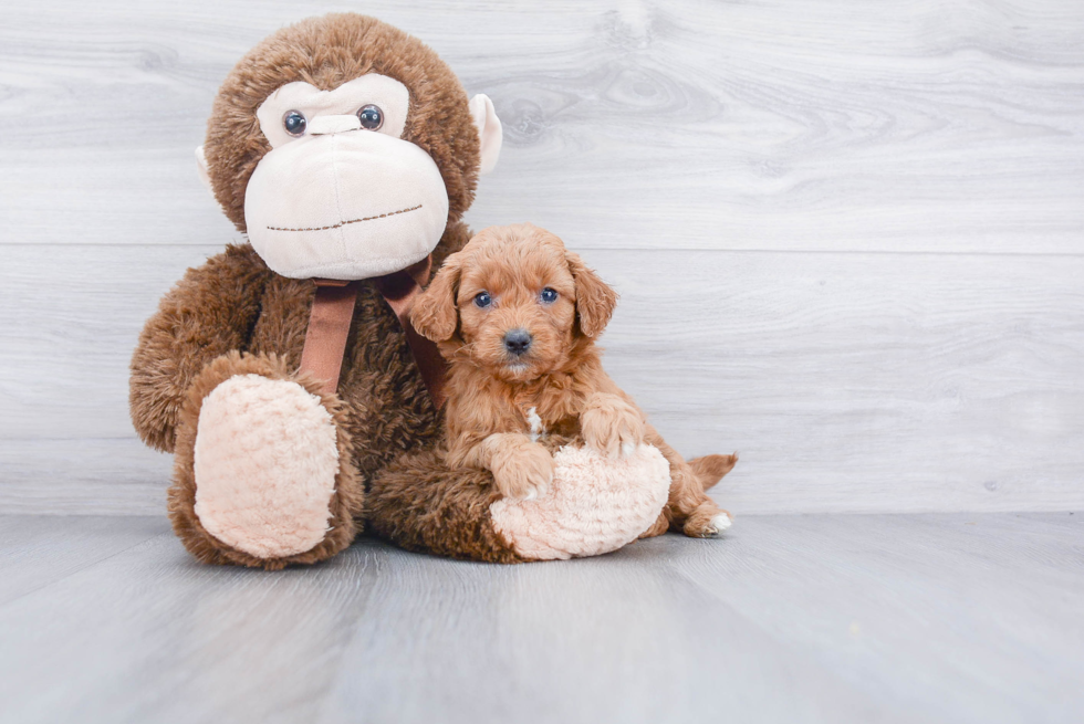 Mini Goldendoodle Pup Being Cute