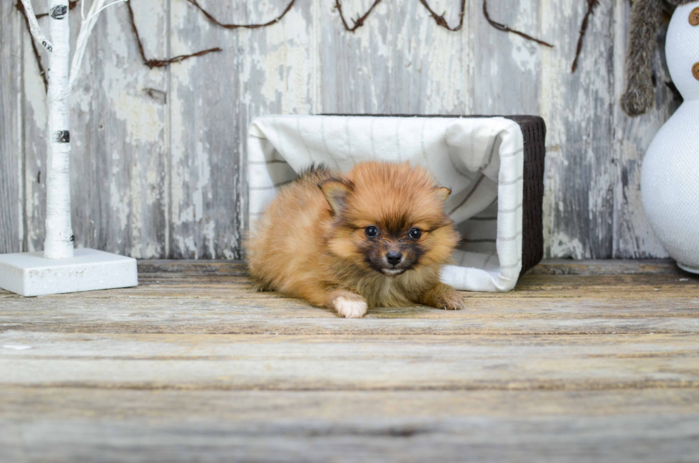 Best Pomeranian Baby