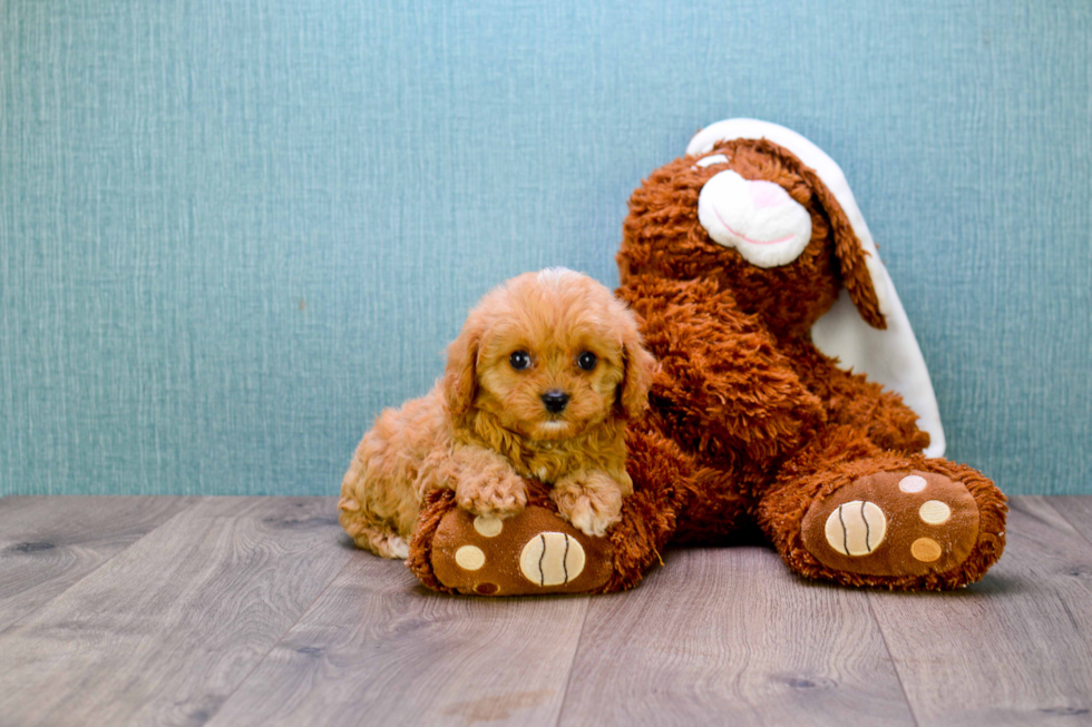 Happy Cavapoo Baby