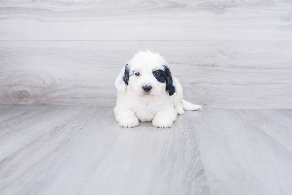 Mini Bernedoodle Pup Being Cute