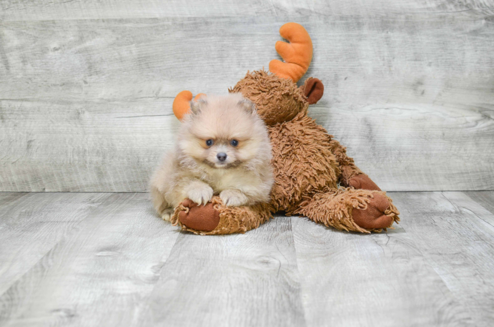 Petite Pomeranian Purebred Puppy
