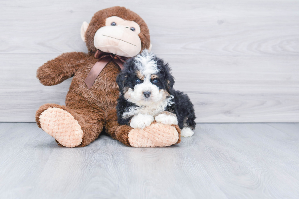 Smart Mini Bernedoodle Poodle Mix Pup