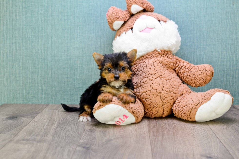 Meet Beyonce - our Yorkshire Terrier Puppy Photo 