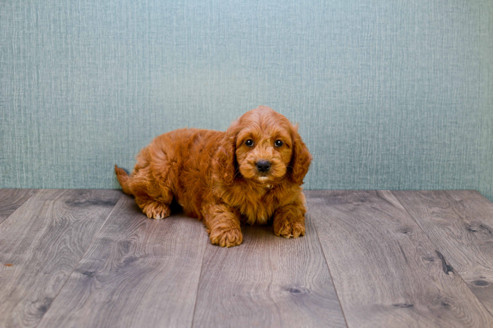 Happy Mini Goldendoodle Baby