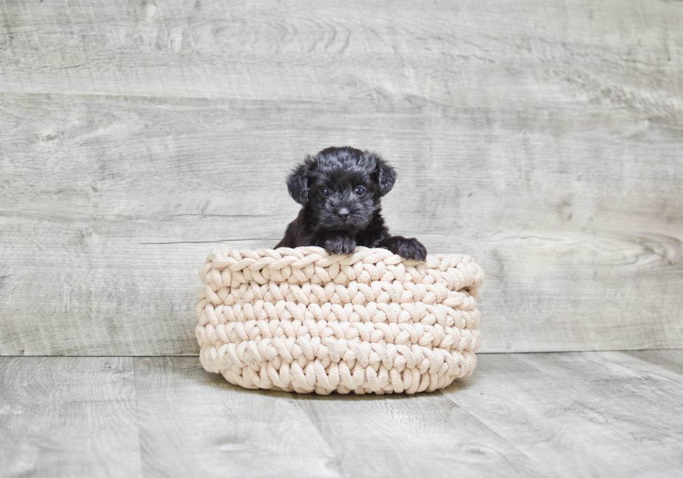 Morkie Puppy for Adoption