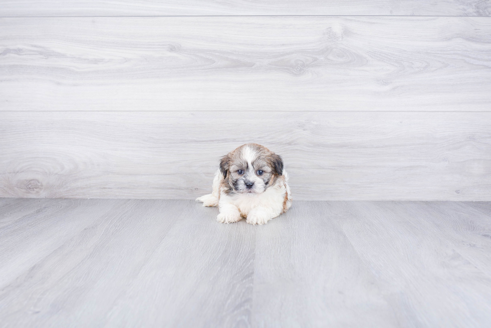 Hypoallergenic Shichon Designer Puppy