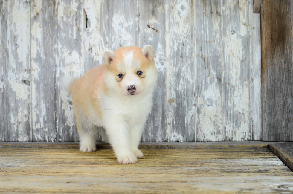 Petite Pomsky Designer Pup