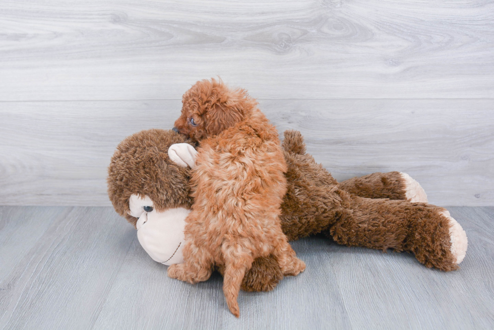 Little Cavoodle Poodle Mix Puppy