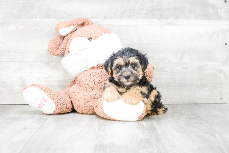 Morkie Pup Being Cute