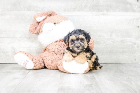 Morkie Pup Being Cute