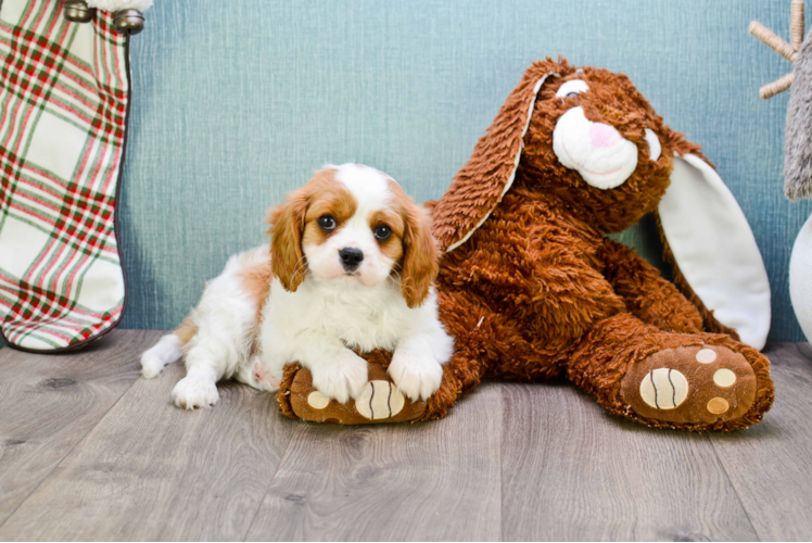 Cavalier King Charles Spaniel Puppy for Adoption