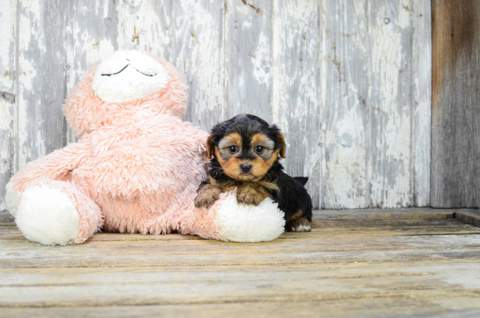 Playful Yorkie Doodle Poodle Mix Puppy