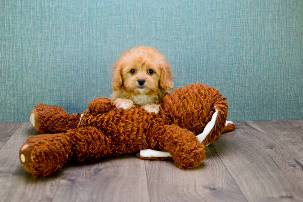 Popular Cavapoo Poodle Mix Pup
