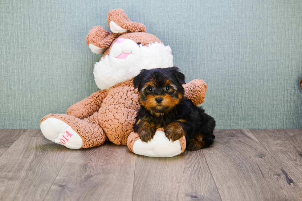 Meet Snickers - our Yorkshire Terrier Puppy Photo 