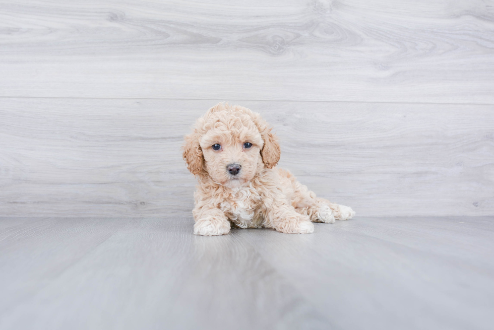 Playful Maltese Poodle Poodle Mix Puppy